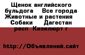 Щенок английского бульдога  - Все города Животные и растения » Собаки   . Дагестан респ.,Кизилюрт г.